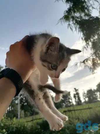 Котята в добрые руки, фотография 2