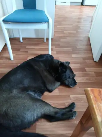 Отдам собаку в дар, фотография 2