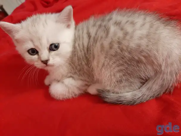 Шотландские  вислоухие котята, фотография 6