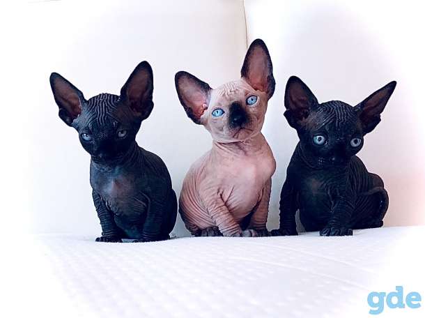 КАНАДСКИЙ СФИНКС кот приглашает на ВЯЗКУ кошечку, фотография 6