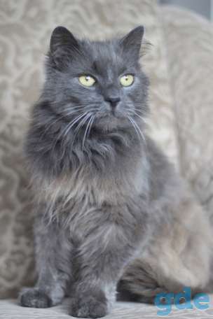 Котик ищет дом, фотография 2