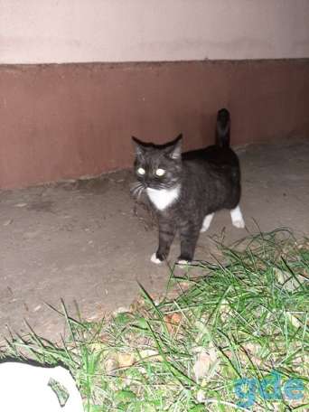 Котик ищет дом, фотография 3
