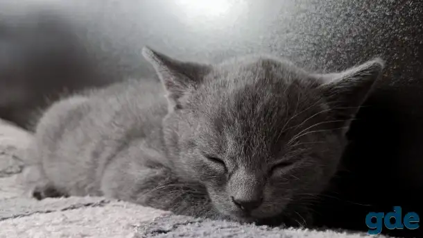 Кошка дымчатая, фотография 2