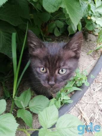Котята даром Бобруйск, фотография 4