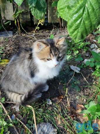 Котята ищут дом или передержку, фотография 3