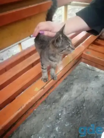 Кот в добрые руки, фотография 1