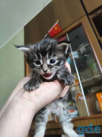 кошка мейн кун, фотография 10