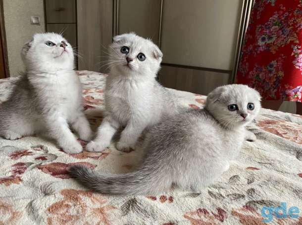 Шотландские котята, фотография 1