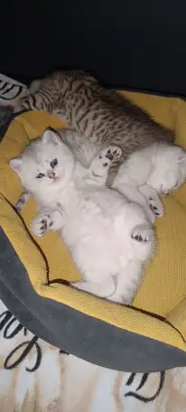 Шотландские котята, фотография 3