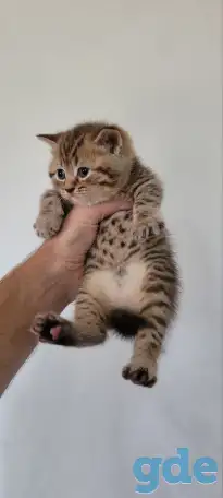 Шотландский прямоухий котенок, фотография 1