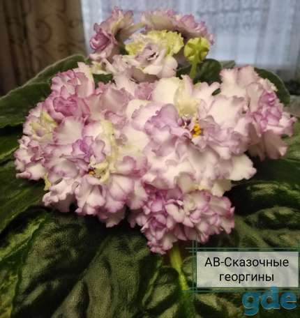 Детки фиалок, фотография 1