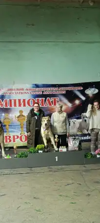 Щенки Среднеазиатской овчарки, фотография 12