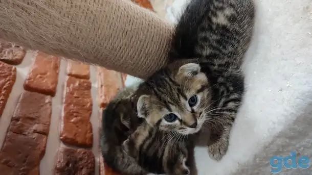Котята в добрые руки, фотография 5