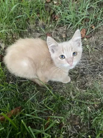 Котенок в добрые ручки, фотография 3