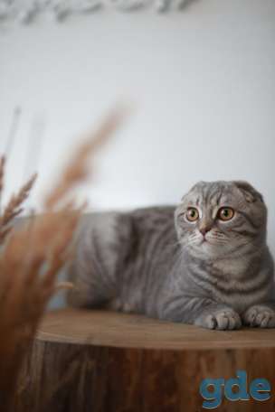 шотландский вислоухий котенок, фотография 3