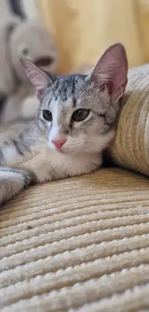 Ориентальный котёнок кошечка, фотография 3