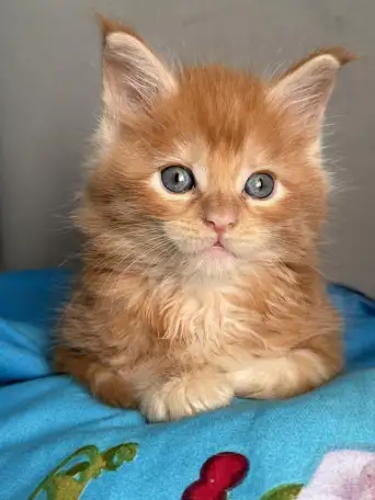 Котята Мейн-кун, фотография 2