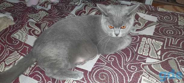 Британские котята, фотография 7