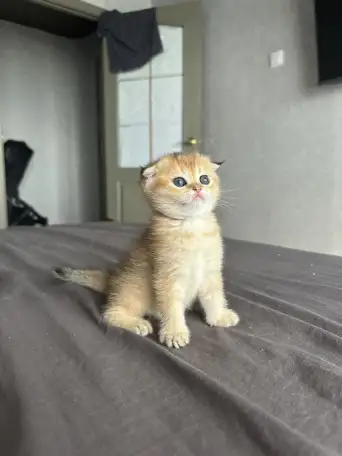 Котята шотландские окрас золотая шиншилла, фотография 2
