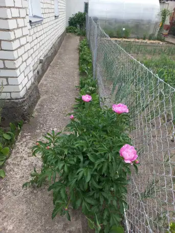 Продается хороший сухой дом, удобный для проживания и отдыха., фотография 6