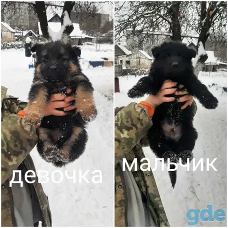 Щенки немецкой овчарки, фотография 3