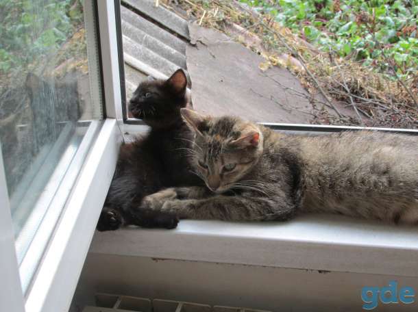 котята подарю, фотография 5