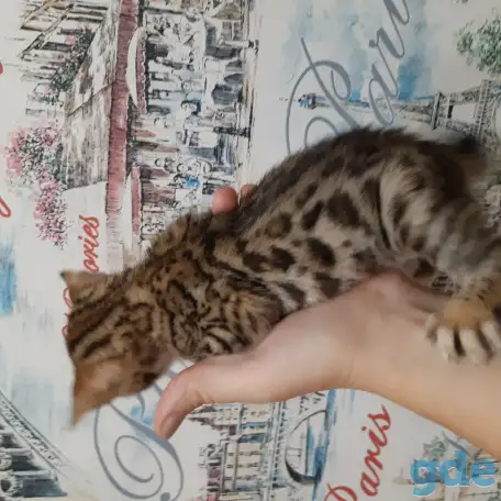 Бенгальские котята, фотография 2
