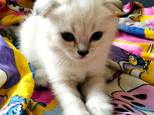 Продам породистых шотландских котят, фотография 6