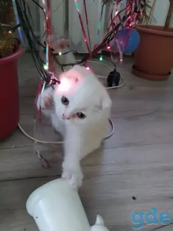 Шотландские чистокровные котята, фотография 15