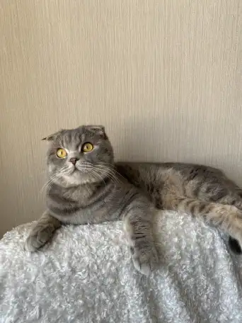 Отдадим кота в хорошие руки. 2 года, фотография 3