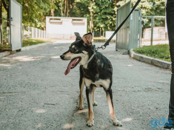 Красавица Малинка, фотография 3