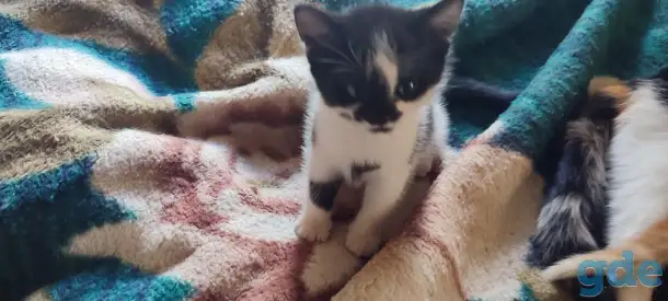 Отдам котят, фотография 3