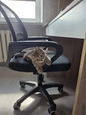 Котенок, фотография 5