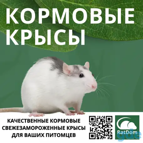 Кормовые крысы, кормовые мыши, фотография 1