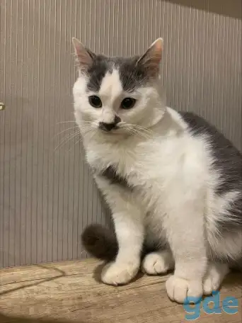 Котенок в дар, фотография 3