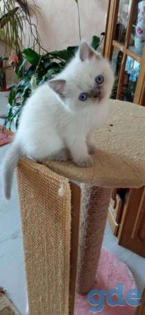 Шотландские котята, фотография 2