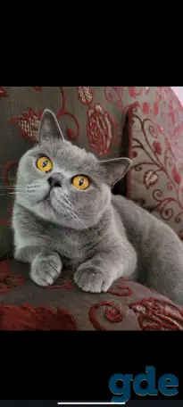 Британская короткошёрстная кошка ищет новый дом., фотография 1