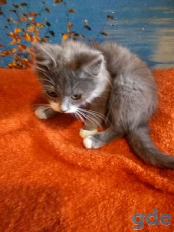Котенок ищет дом, фотография 1