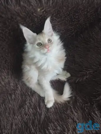 Котенок мейнкун готов обрести новый дом., фотография 1