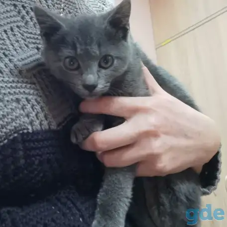 Котята в добрые руки, фотография 2