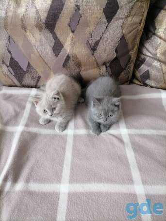 Британские котята, фотография 1