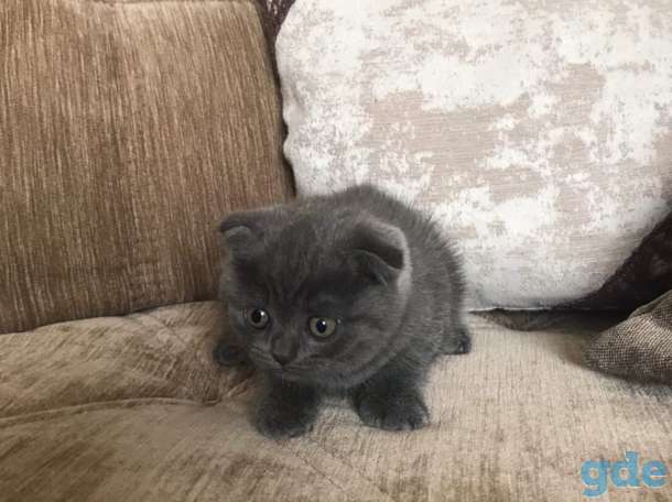 Шотландские вислоухие котята, фотография 2