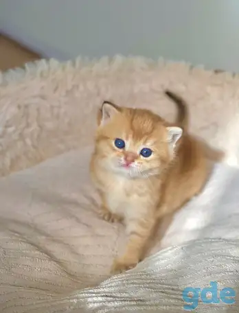 ЗОЛОТАЯ ШИНШИЛЛА шотландские котята, фотография 3