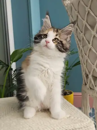 Котенок мейн кун из питомника, фотография 3