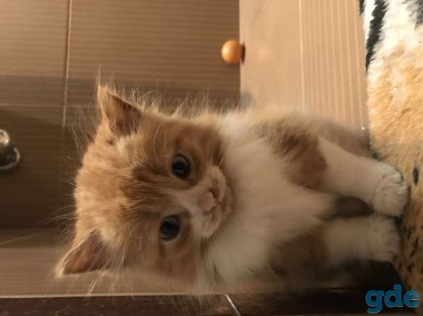 Котёнок рыжий, фотография 5