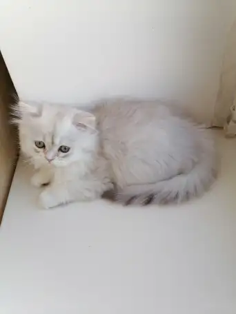 Британская кошечка, фотография 3