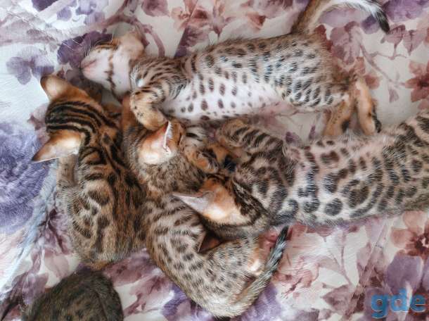ПРОДАЖА БЕНГАЛЬСКИХ КОТЯТ. СРОЧНО, фотография 3