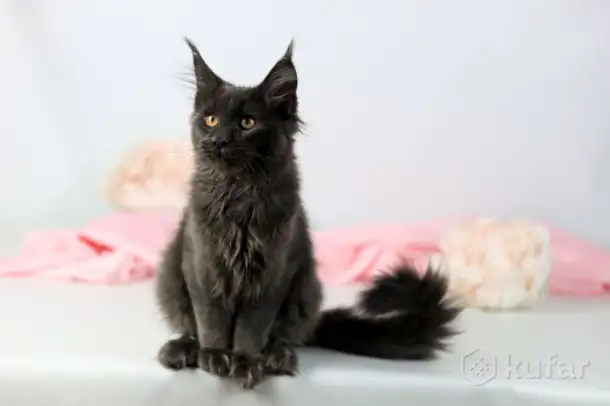 Котята Мэйн-куна, фотография 1