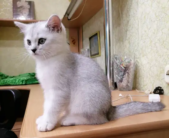 Британские серебристые котята, фотография 3