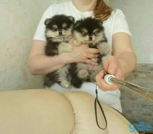 Шикарные щенки померанского шпица, фотография 2